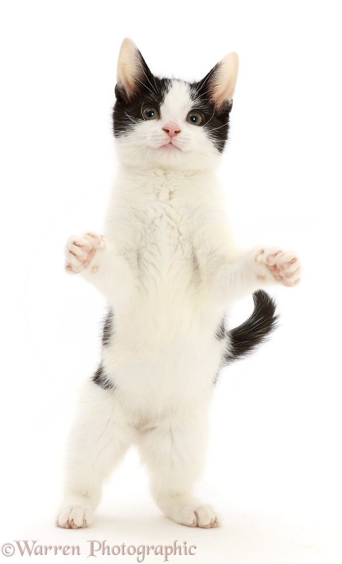 Black-and-white kitten standing up on hind legs and reaching, white background