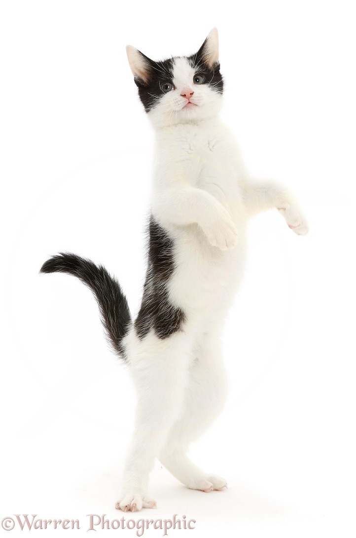 Black-and-white kitten standing up on hind legs, white background