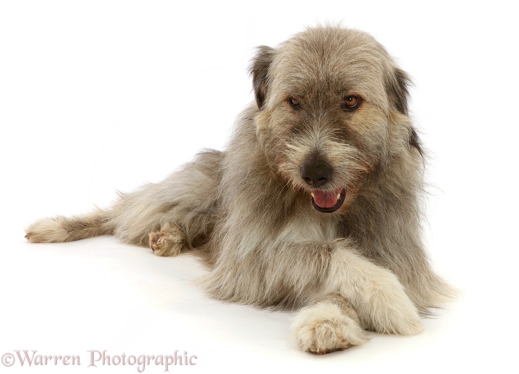 Romanian rescue dog, Kratu, with crossed paws, making an embarrassed face, white background