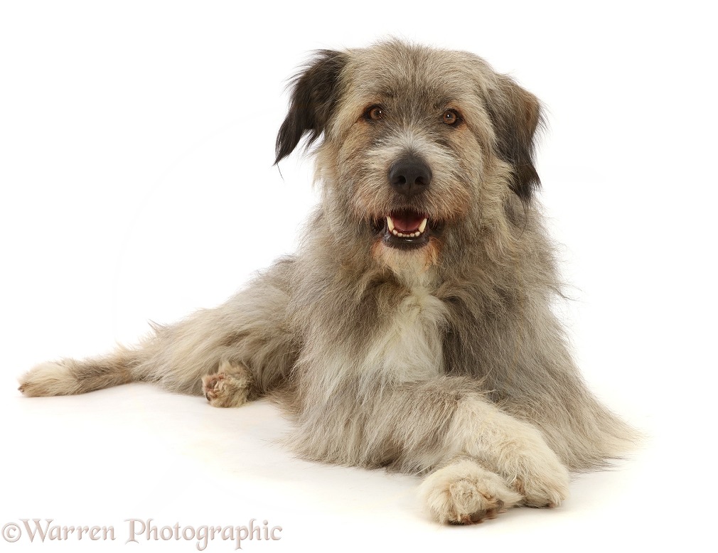 Romanian rescue dog, Kratu, with crossed paws, white background