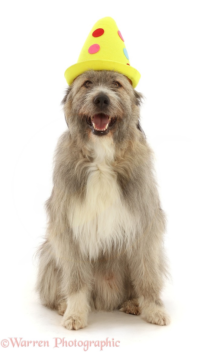 Romanian rescue dog, Kratu, wearing a clown hat, white background