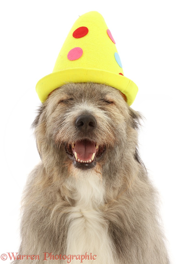Romanian rescue dog, Kratu, wearing a clown hat and making a funny face, white background
