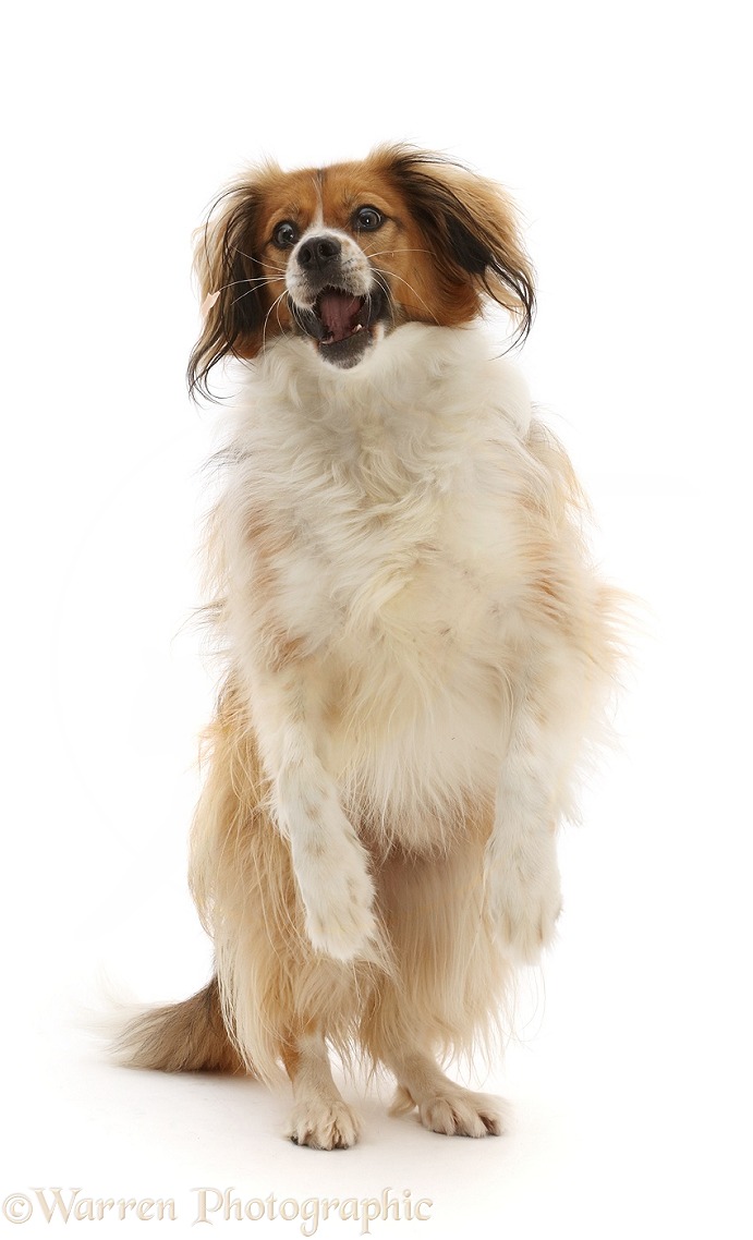 Sable mixed breed dog, Nic, 1 year old, jumping up to catch a treat, white background