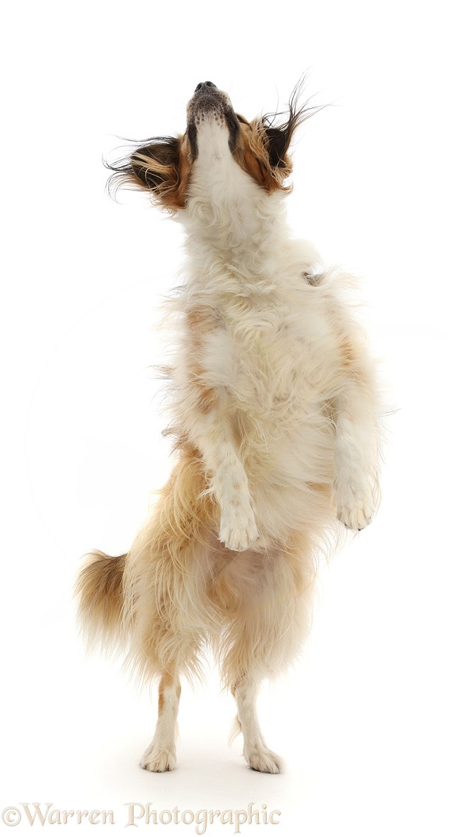 Sable mixed breed dog, Nic, 1 year old, jumping up to catch a treat, white background