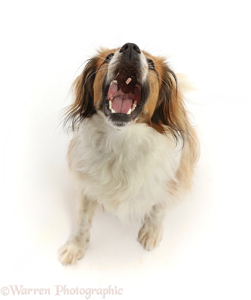 Sable mixed breed dog, Nic, 1 year old, sitting and catching a treat, white background