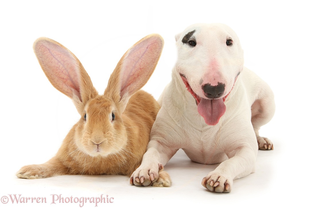 Miniature Bull Terrier dog, Noah, and Flemish Giant rabbit, Toffee, white background