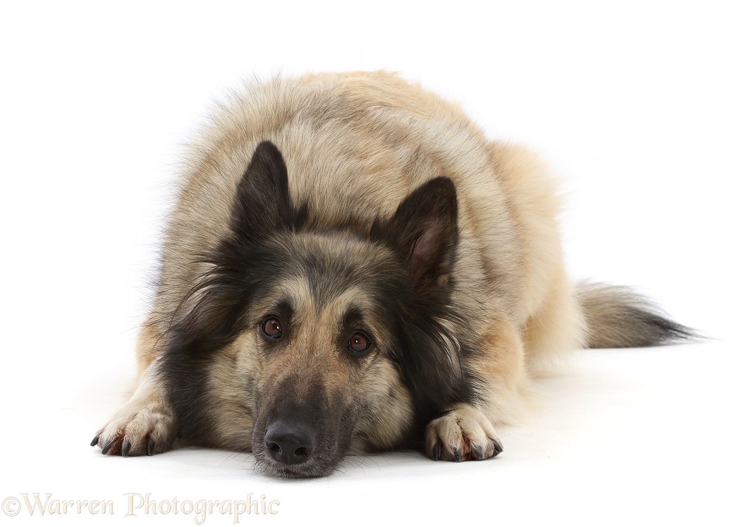 Belgian Shepherd Dog (Tervueren) bitch, Eskey, 4 years old, lying with chin on the floor. Colouring: Grey with dropped black mask, white background