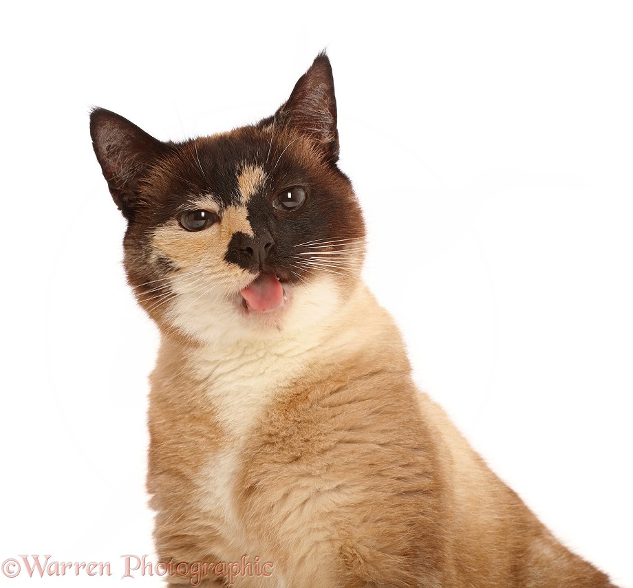 Chocolate tortie Snowshoe-cross cat, tongue out, white background