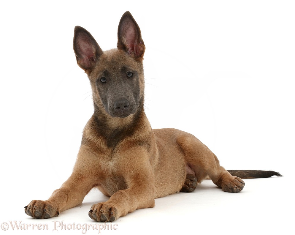 Fawn and blue Belgian Shepherd Dog (Malinois) pup, Panda, 12 weeks old, lying with head up, white background