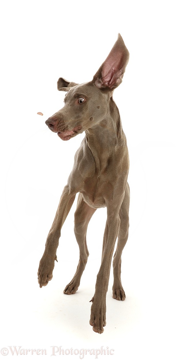 Weimaraner dog, Hugo, 9 months old, jumping up to try and catch a treat, white background