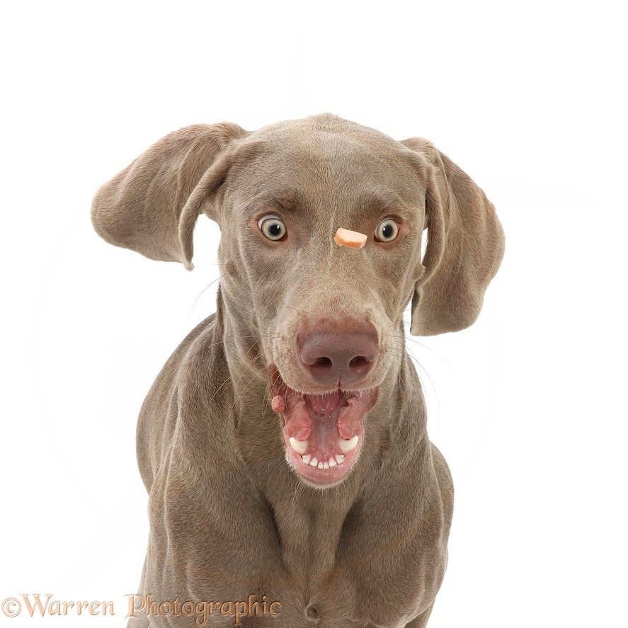 Weimaraner dog, Hugo, 9 months old, trying to catch a treat, white background