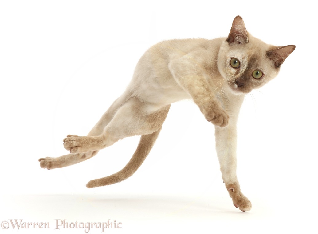 Pale Tortoiseshell Burmese kitten, leaping sideways, white background