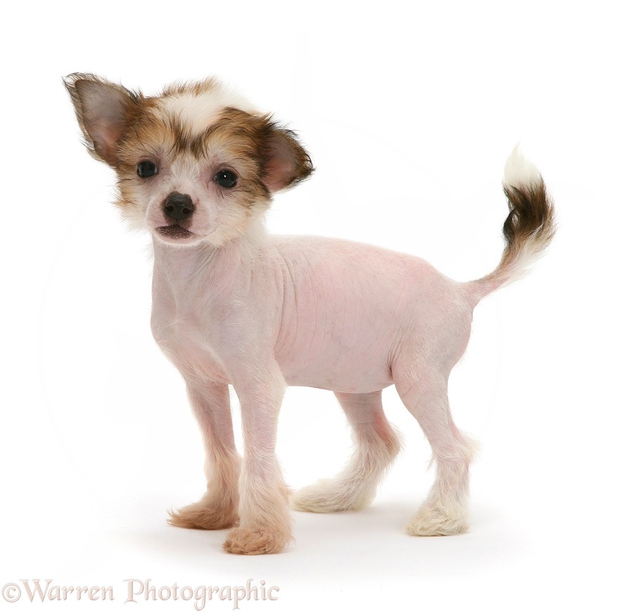 Naked Chinese Crested puppy, white background