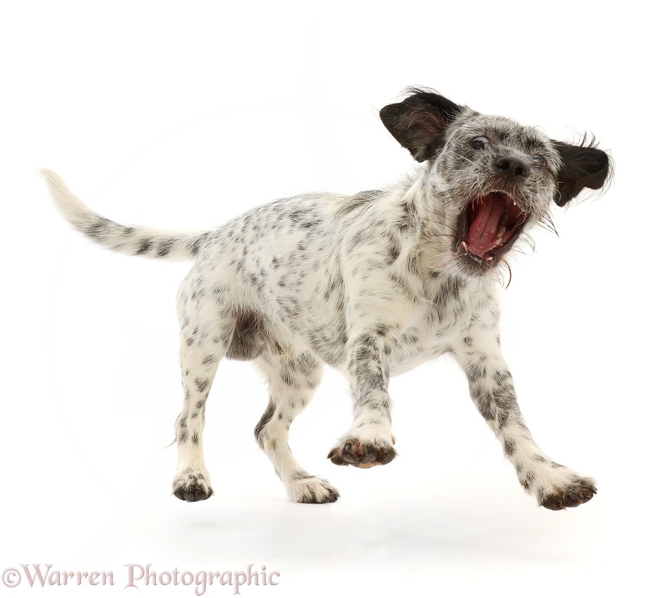 Dalmatian-x-Shih Tzu dog, jumping forward, mouth open, white background
