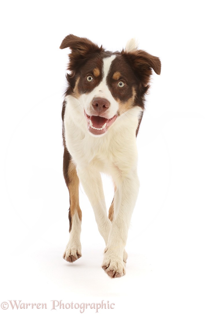 Chocolate tricolour Border Collie, 6 months old, running, white background