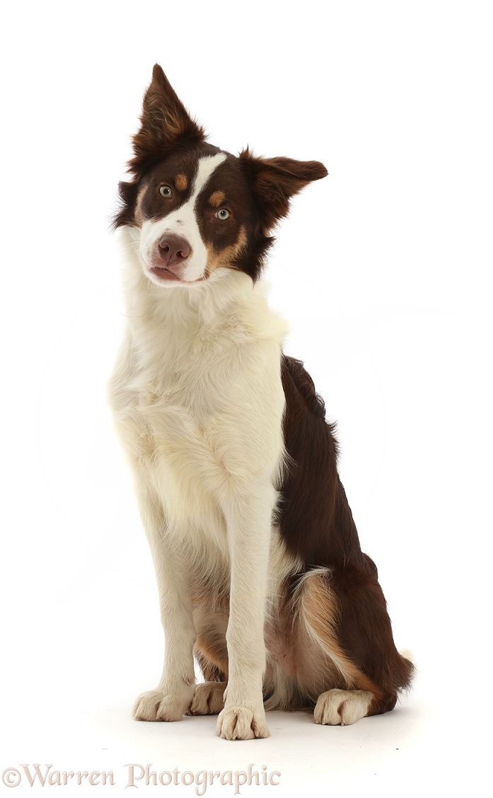 Chocolate tricolour Border Collie, 6 months old, sitting, white background