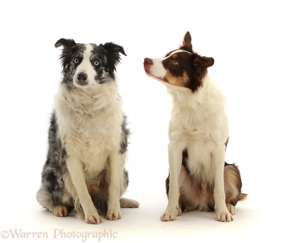 Blue merle and chocolate tricolour Border Collies, white background