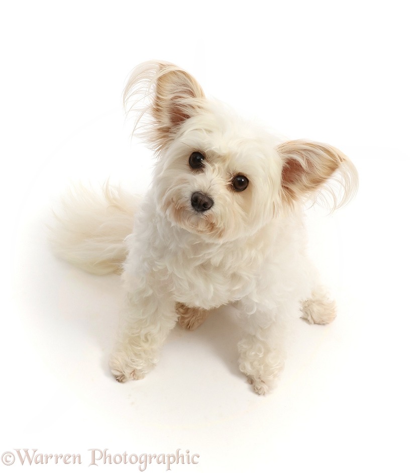 Pomapoo, Nala, sitting and looking up, white background