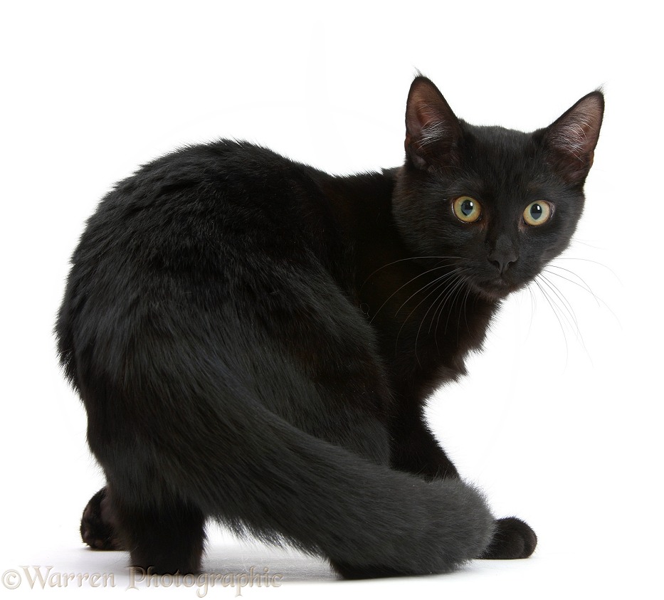 Black male cat, Joey, 6 months old, turning to look round, white background