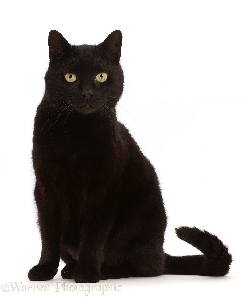 Black male cat, sitting, white background
