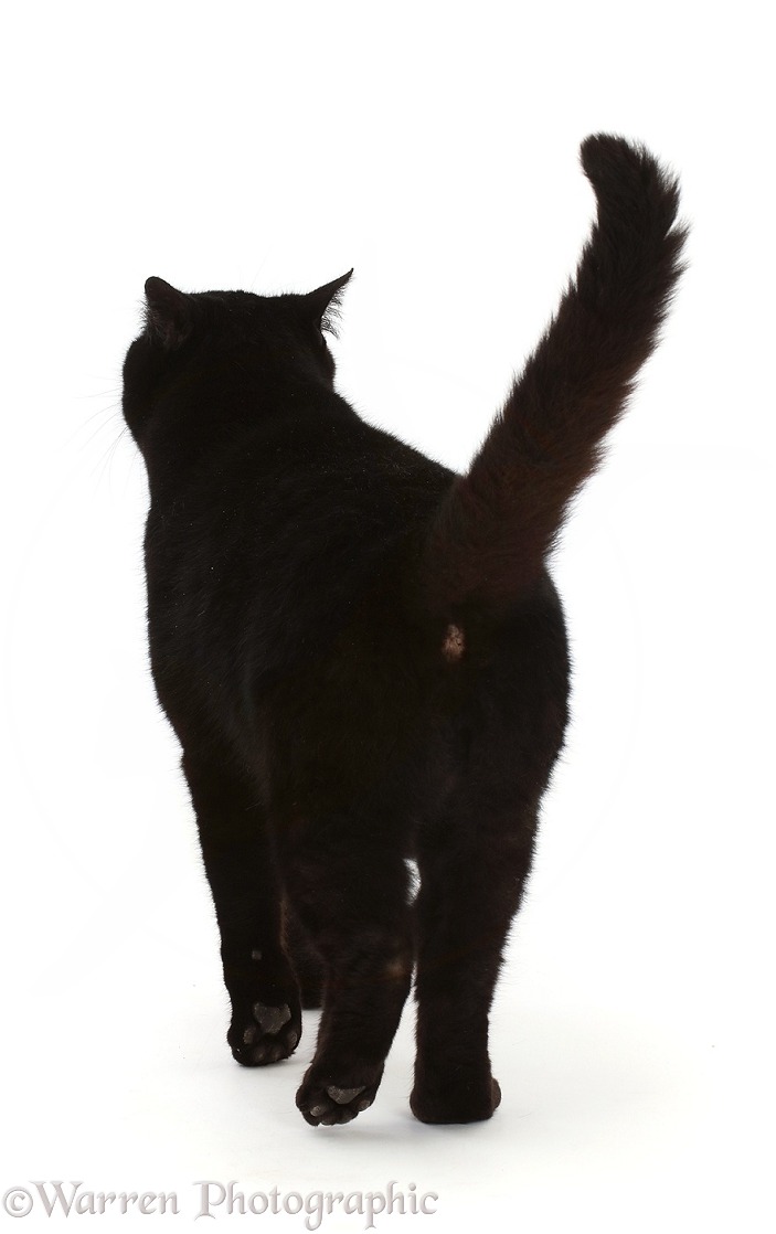 Black cat walking away, white background