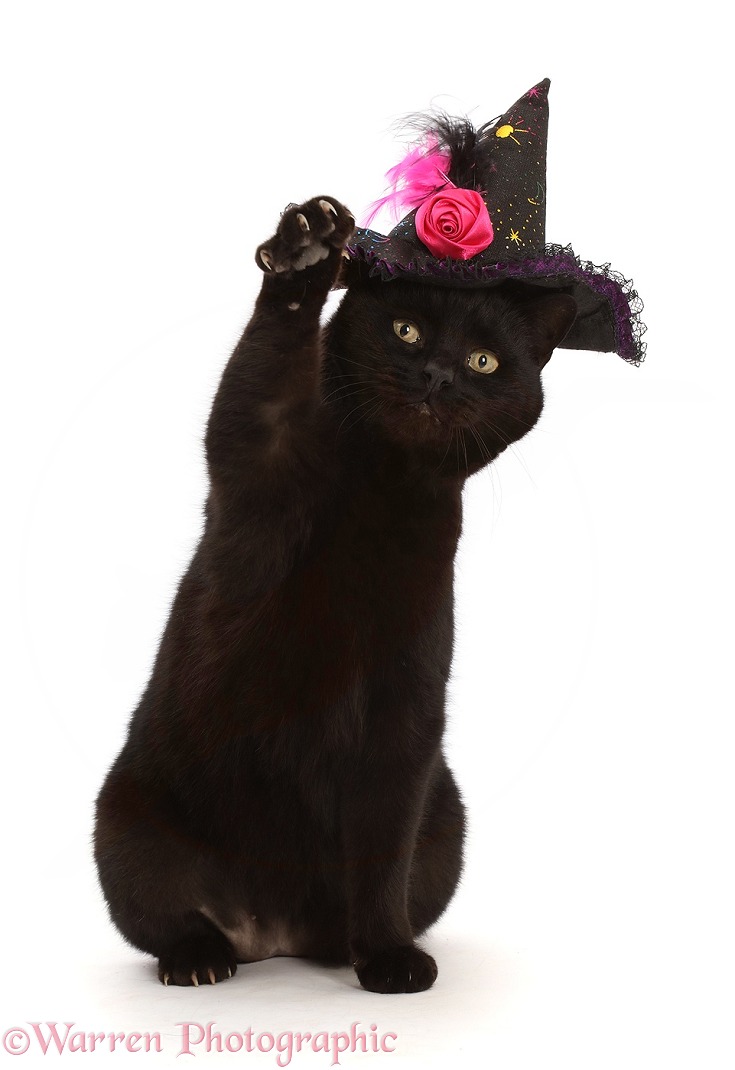 Black witch's cat wearing a hat, white background