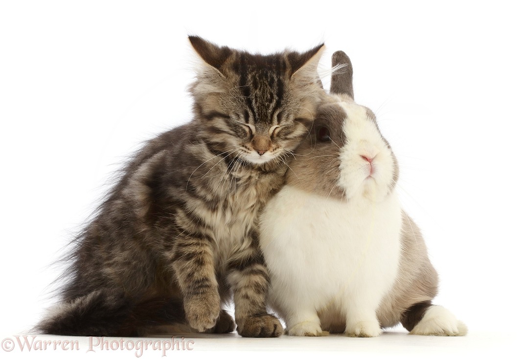 Tabby kitten snuggling with and Netherland Dwarf rabbit, white background