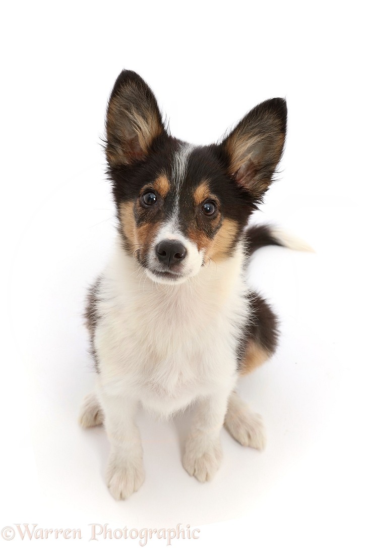 Tricolour Border Collie puppy, sitting looking up, white background