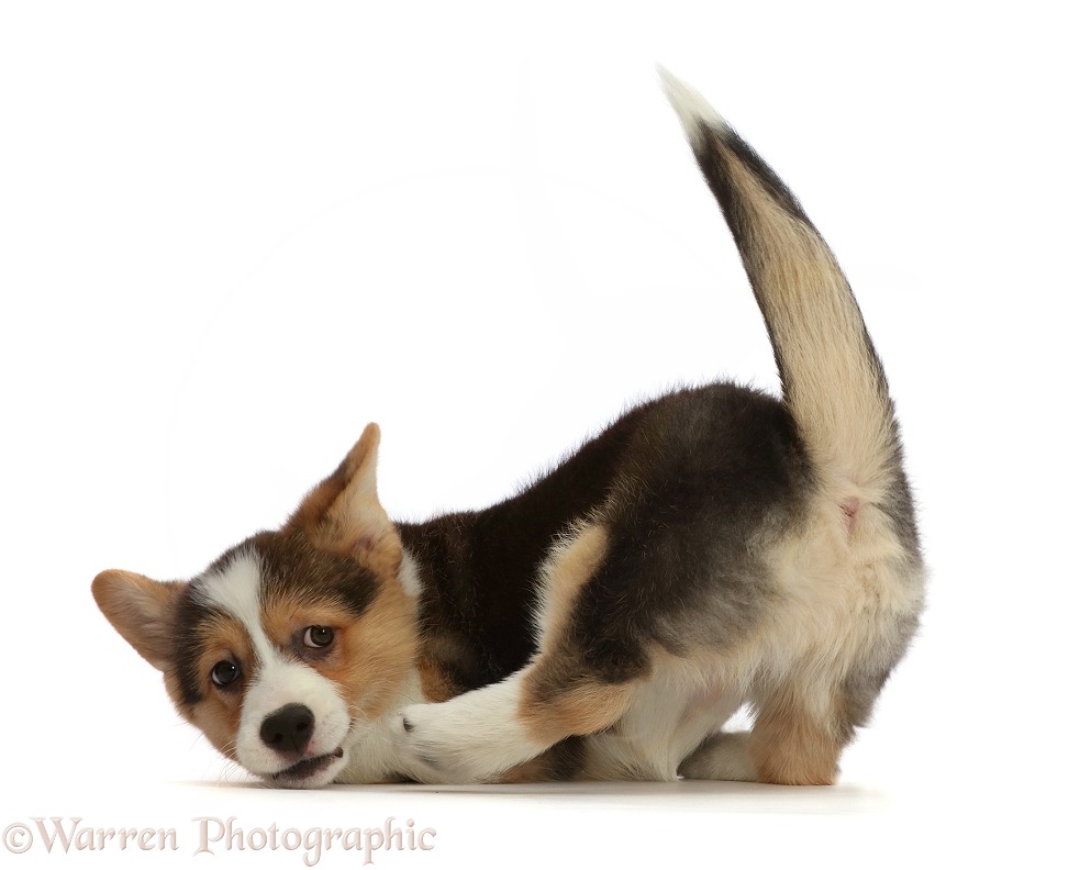 Pembrokeshire Corgi puppy, turning after pouncing, white background