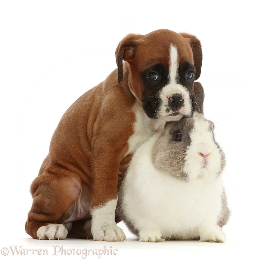Boxer puppy and Netherland Dwarf rabbit, white background