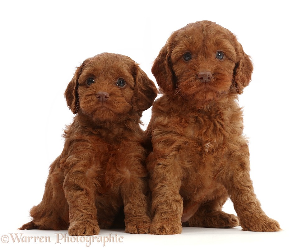 Red Cockapoo puppies, 6 weeks old, white background