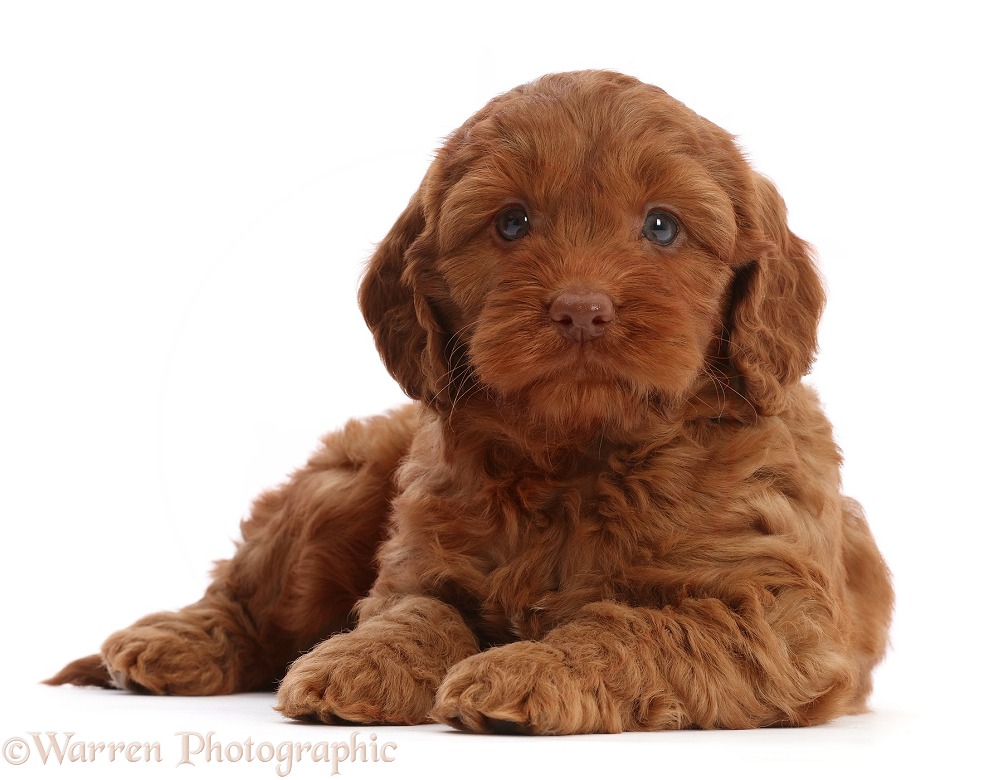 Red Cockapoo puppy, 6 weeks old, white background
