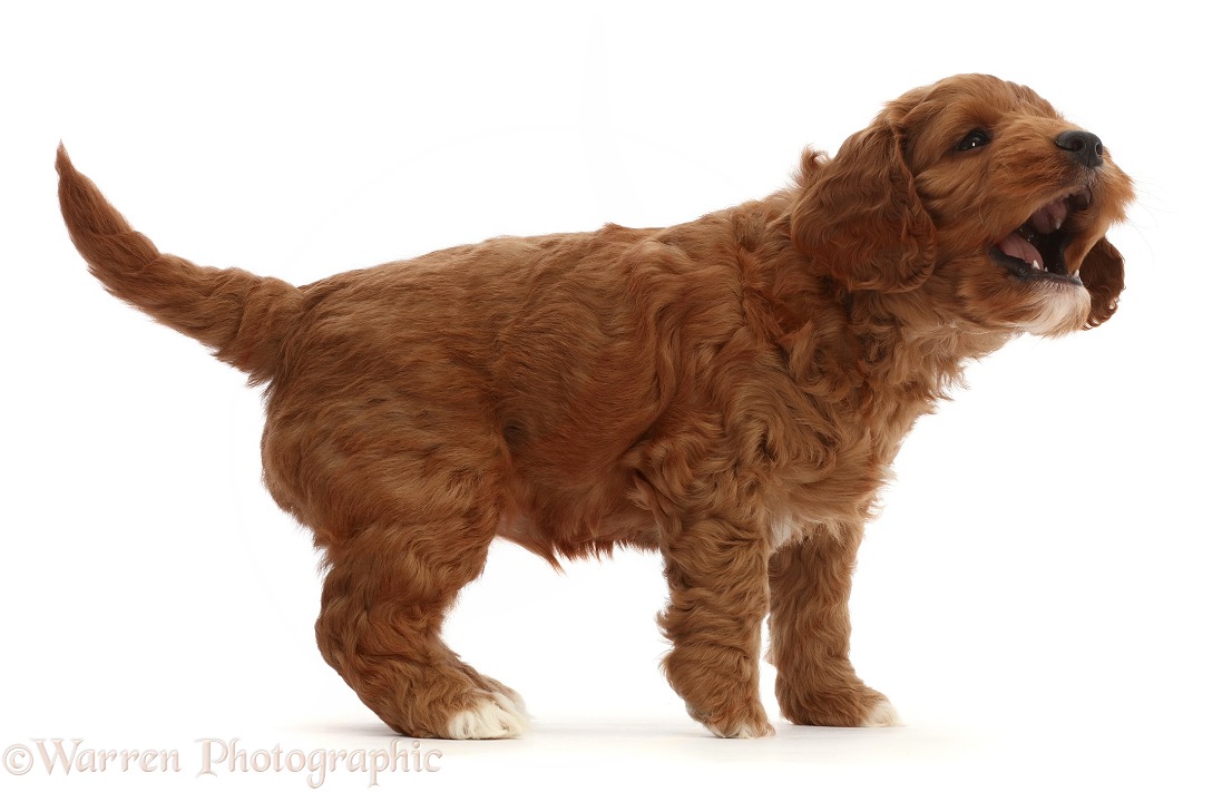 Red Cockapoo puppy, 6 weeks old, barking, white background
