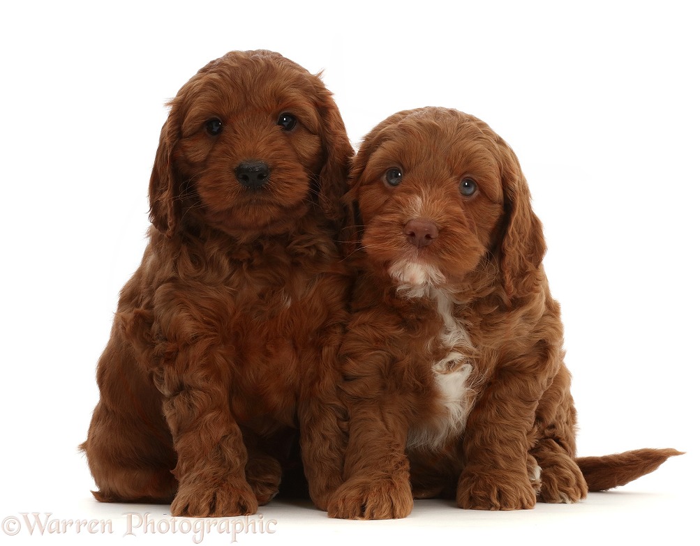 Red Cockapoo puppies, 6 weeks old, white background