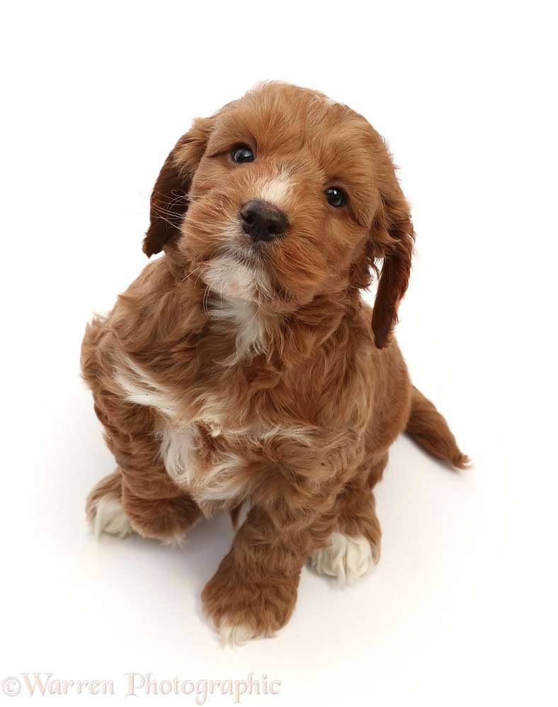 Red-and-white Cockapoo puppy, 6 weeks old, looking up, white background