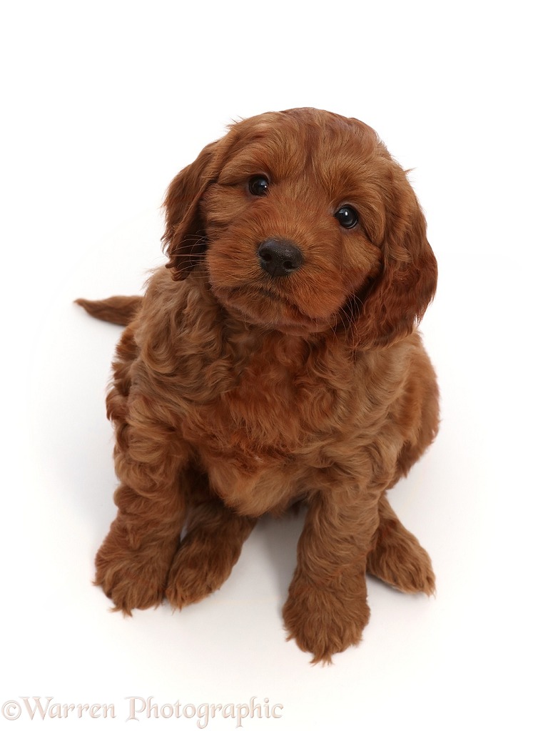 Red Cockapoo puppy, 6 weeks old, sitting looking up, white background
