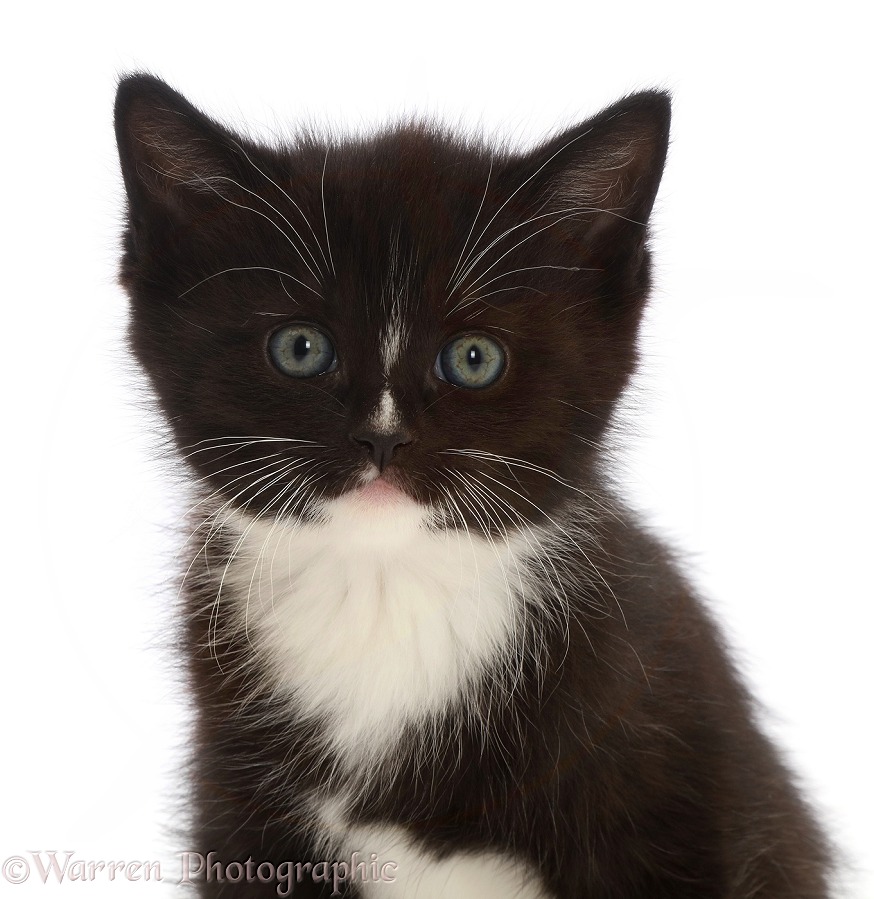Black-and-white kitten, white background