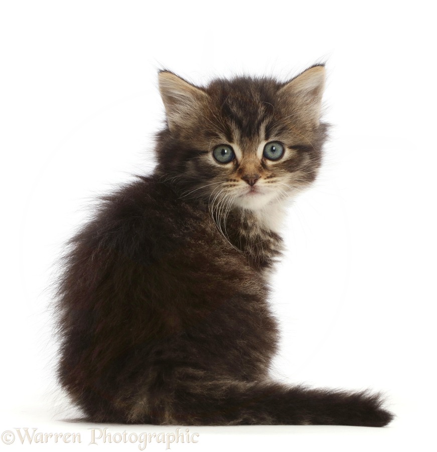 Tabby kitten sitting, looking over shoulder, white background