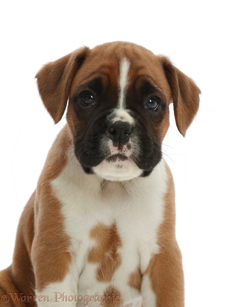 Boxer puppy, 6 weeks old, white background
