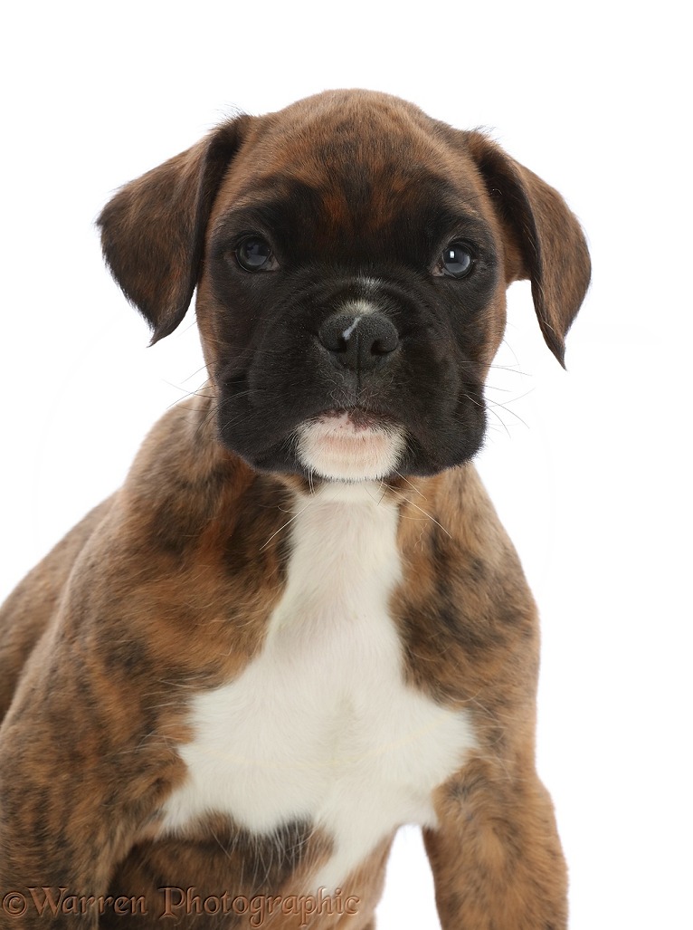 Brindle Boxer puppy, 6 weeks old, white background