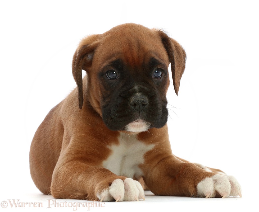 Boxer puppy, 6 weeks old, standing, white background