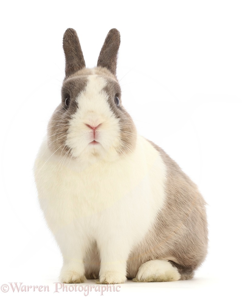 Netherland Dwarf rabbit, white background