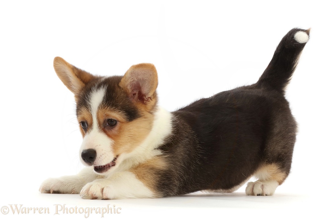 Playful Pembrokeshire Corgi puppy in play-bow, white background