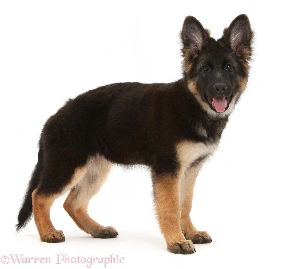 German Shepherd Dog bitch pup, Coco, 14 weeks old, standing, white background