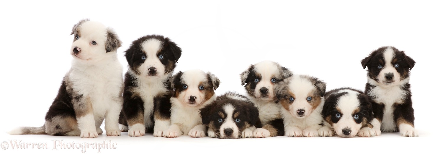 Eight Mini American Shepherd puppies, sitting in a row, white background