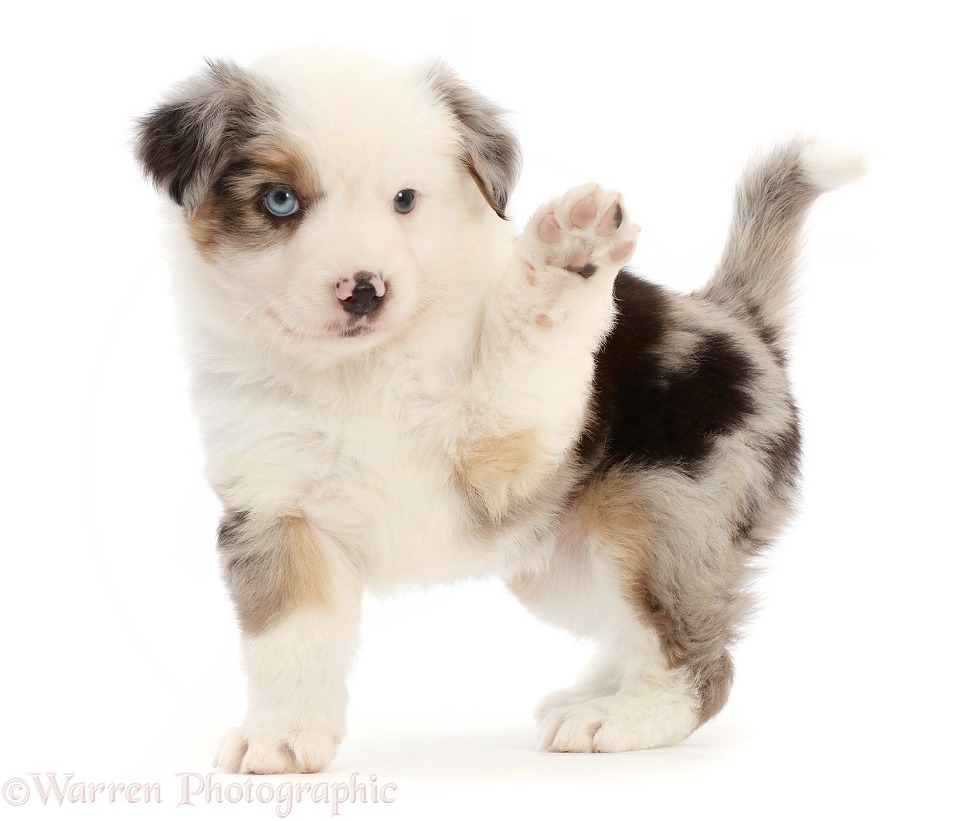 Two Mini American Shepherd puppy waving, white background