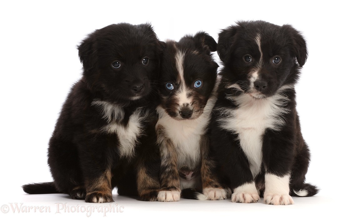 Three Mini American Shepherd puppies, sitting in a row, white background