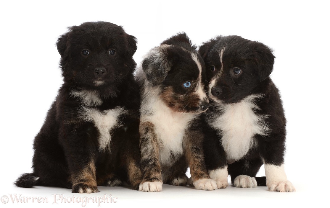 Three Mini American Shepherd puppies, sitting in a row, white background