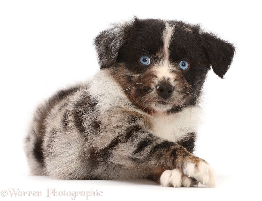 Mini American Shepherd puppy, paws crossed, white background