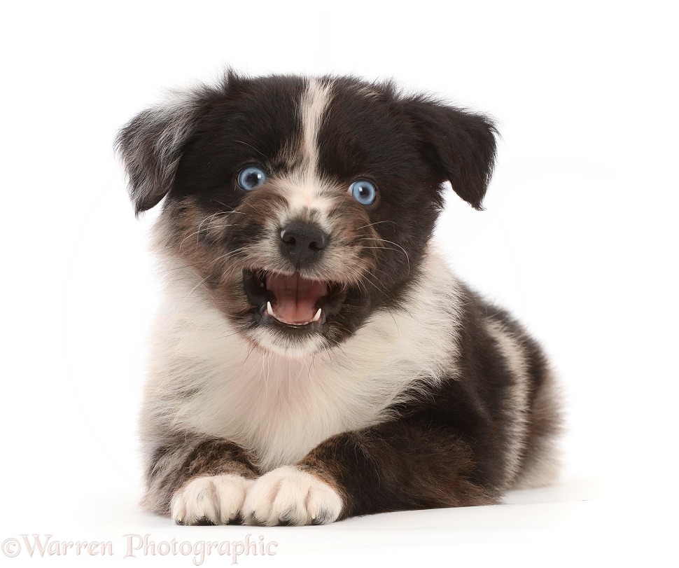 Mini American Shepherd puppy, mouth open and funny face, white background